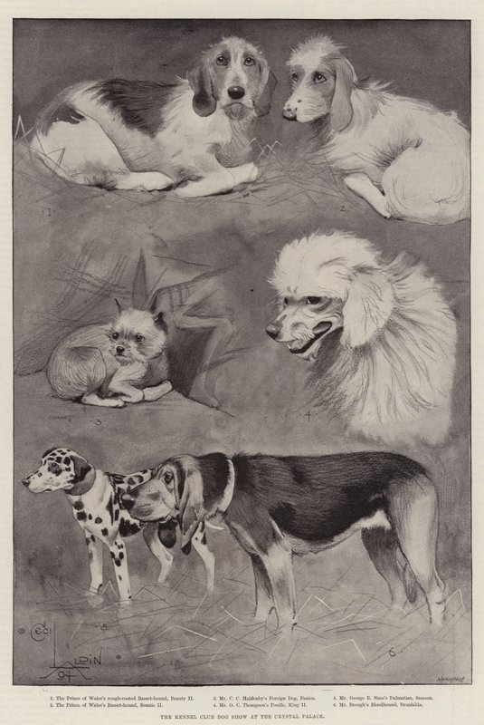Klubowa Wystawa Kynologiczna w Crystal Palace autorstwa Cecil Charles Windsor Aldin