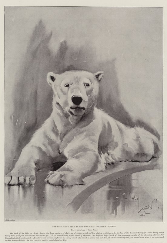 Niedźwiedź polarny w Ogrodach Towarzystwa Zoologicznego autorstwa Cecil Charles Windsor Aldin