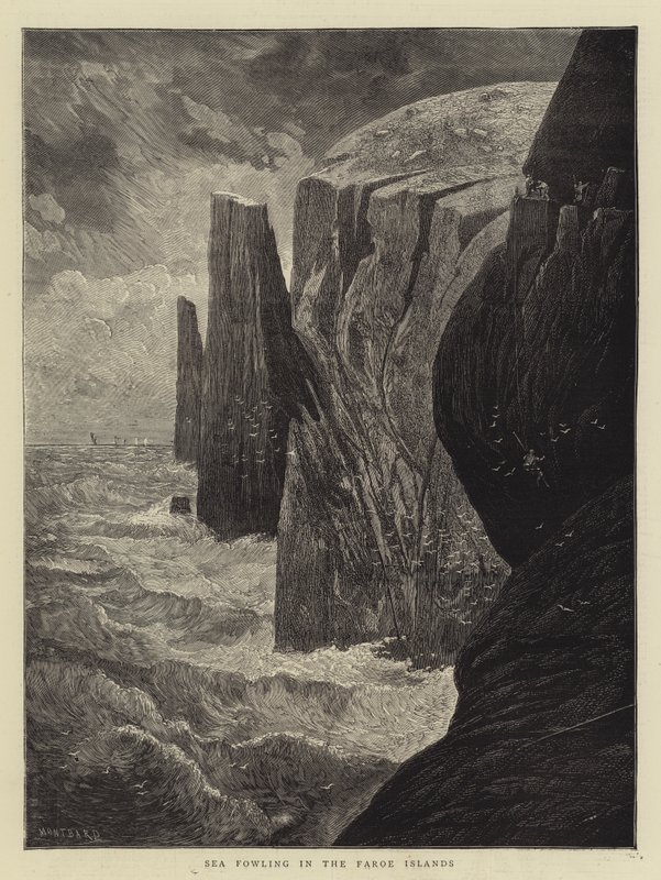 Ptactwo morskie na Wyspach Owczych autorstwa Charles Auguste Loye
