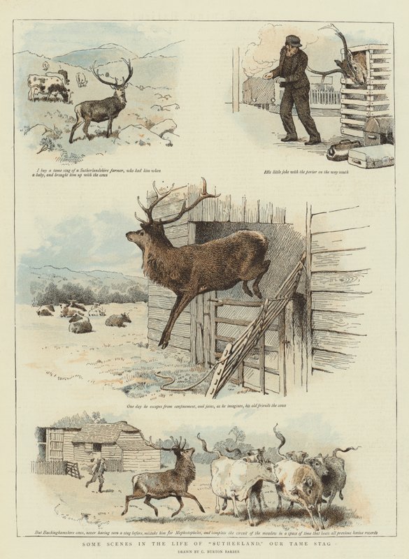 Niektóre sceny z życia Sutherlanda, nasz oswojony jeleń (chromolitho) autorstwa Charles Burton