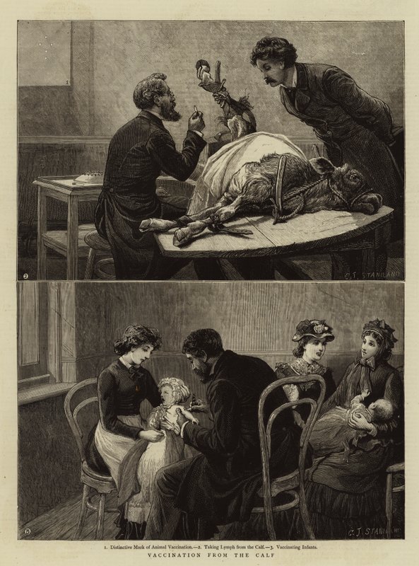 Szczepienia od cieląt autorstwa Charles J. Staniland