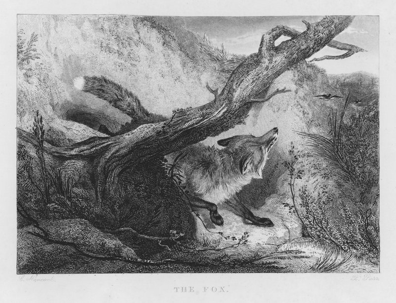 Lis (grawerowanie) autorstwa Charles (after) Hancock