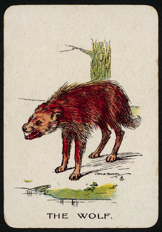 Wilk (kolor lito) autorstwa Charles A. Buchel