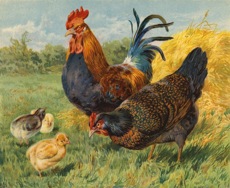 Kurczaki (chromolitho) autorstwa Charles Collins