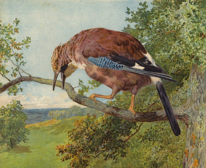 Sójka zwyczajna (chromolitho) autorstwa Charles Collins