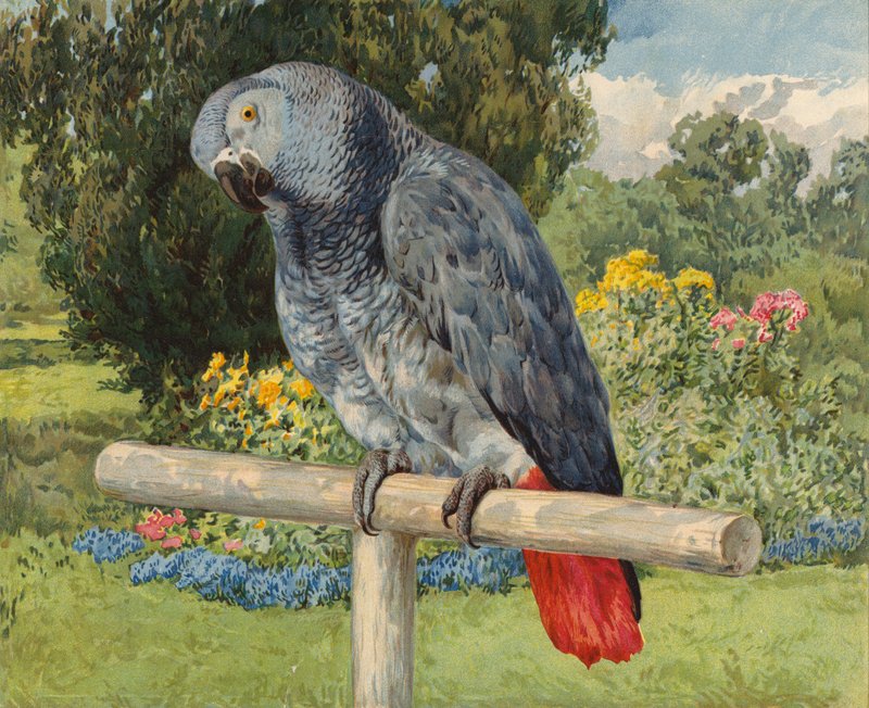 Szara papuga (chromolitho) autorstwa Charles Collins