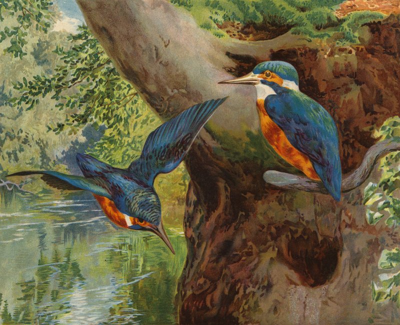 Zimorodki (chromolitho) autorstwa Charles Collins