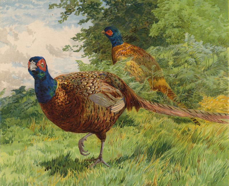 Bażanty (chromolitho) autorstwa Charles Collins