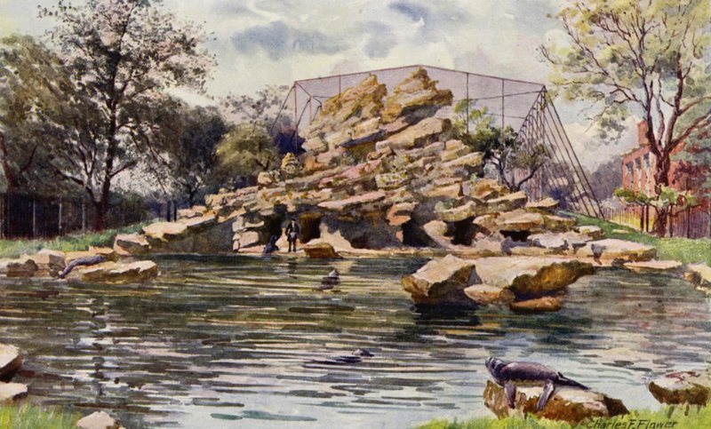 Londyńskie zoo: staw lwów morskich (kolor lito) autorstwa Charles Edwin Flower