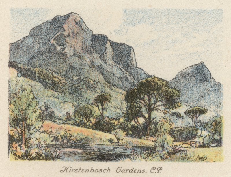 Republika Południowej Afryki: Ogrody Kirstenbosch, CP (litografia kolorowa) autorstwa Charles Ernest Peers