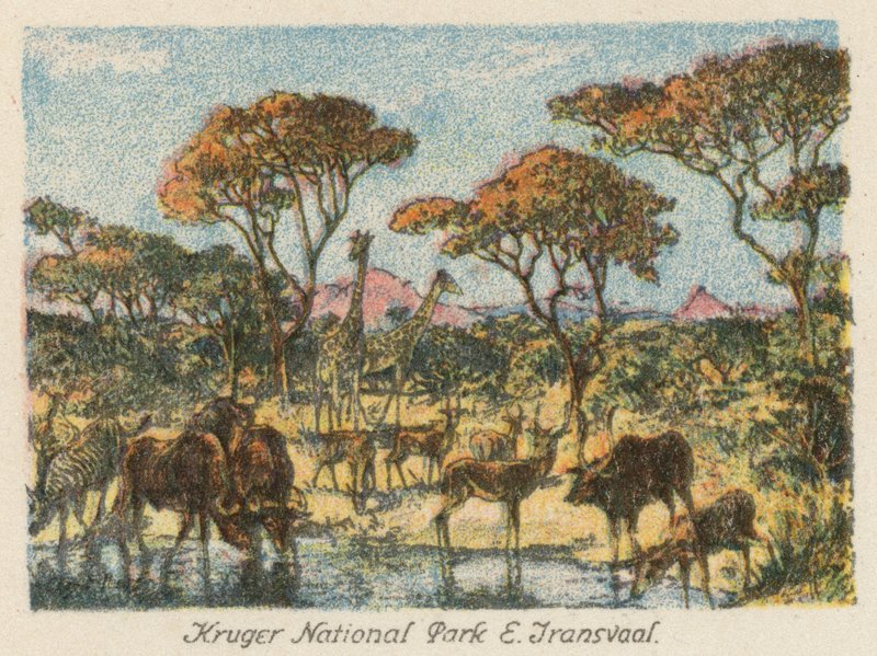 Republika Południowej Afryki: Park Narodowy Krugera, E Transvaal (kolorowa litografia) autorstwa Charles Ernest Peers