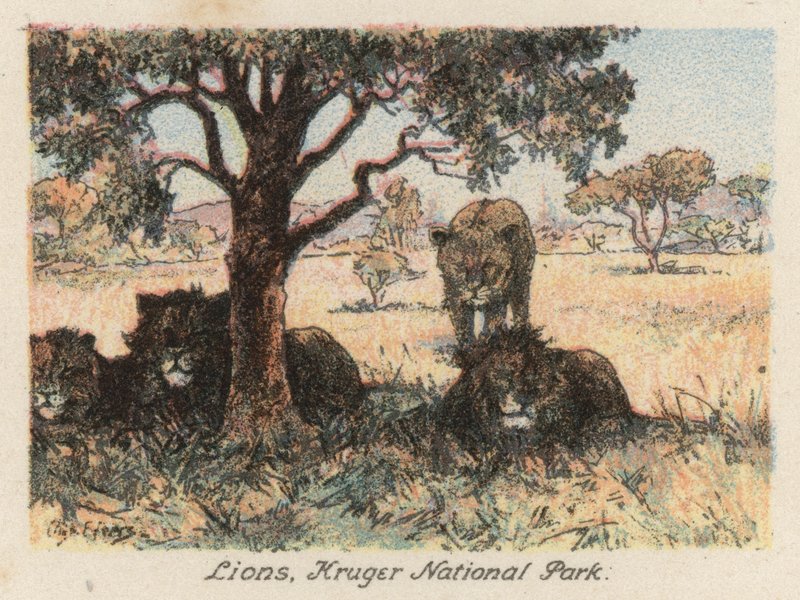 Republika Południowej Afryki: Lwy, Park Narodowy Krugera (kolorowa litografia) autorstwa Charles Ernest Peers