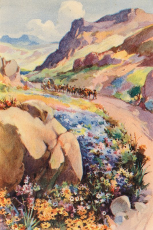 Republika Południowej Afryki: Kwiaty Namaqualand (kolorowa litografia) autorstwa Charles Ernest Peers
