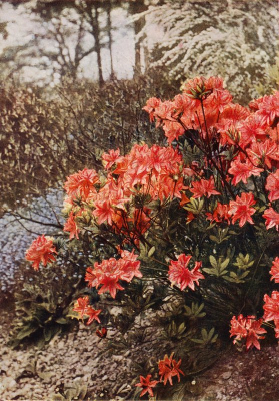 Krzew Hardy Azalea (zdjęcie kolorowe) autorstwa Charles Essenhigh Corke