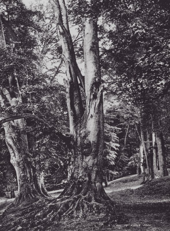 Polana w Parku Knole (zdjęcie czarno-białe) autorstwa Charles Essenhigh Corke