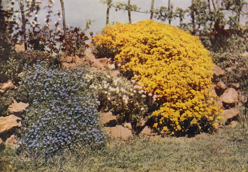 Ściana skalna, Aubrietia, Sun Rose, Yellow Alyssum (zdjęcie kolorowe) autorstwa Charles Essenhigh Corke