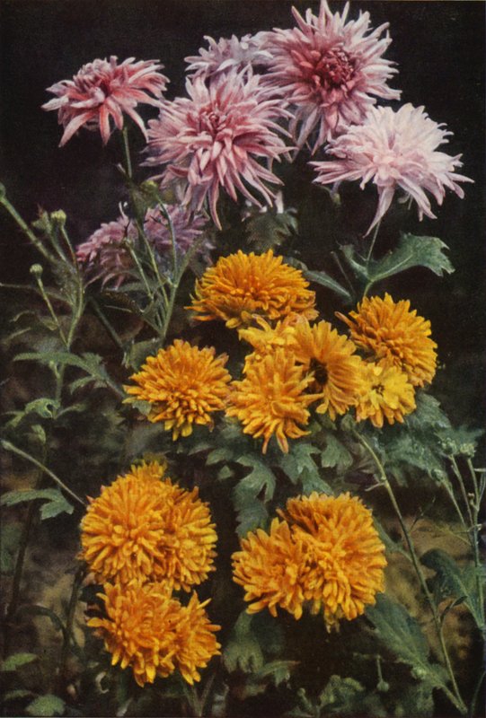Chryzantemy graniczne (zdjęcie kolorowe) autorstwa Charles Essenhigh Corke