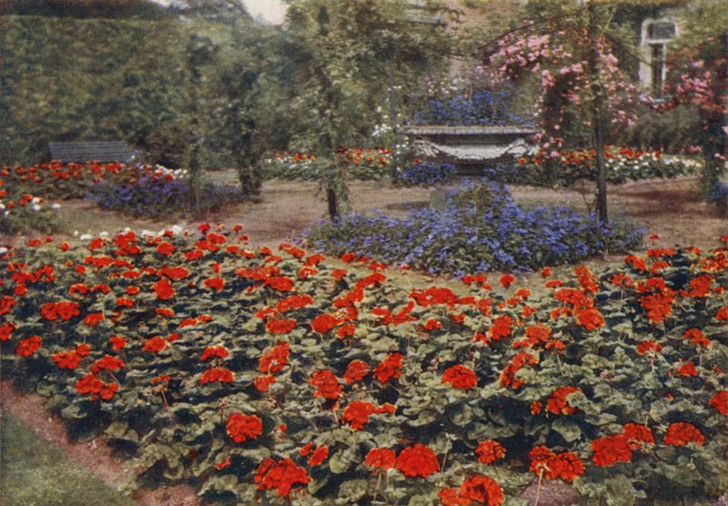 Geranium Paul Crampel i inne letnie kwiaty (zdjęcie kolorowe) autorstwa Charles Essenhigh Corke