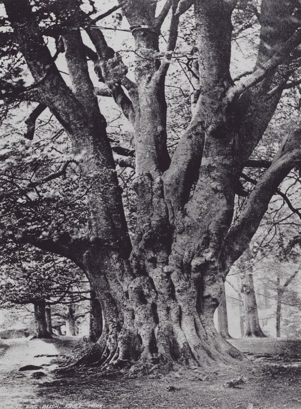 King Beech, Knole Park (zdjęcie czarno-białe) autorstwa Charles Essenhigh Corke