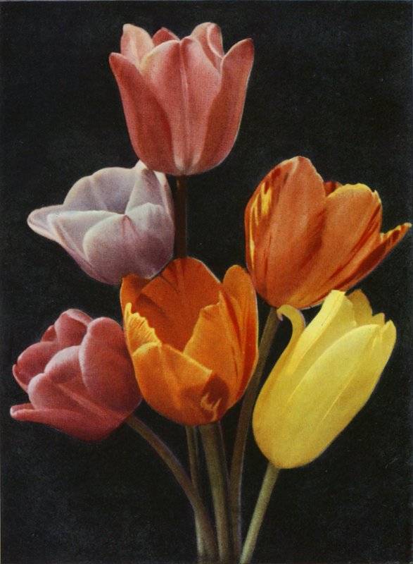 Majowe tulipany kwitnące (zdjęcie kolorowe) autorstwa Charles Essenhigh Corke