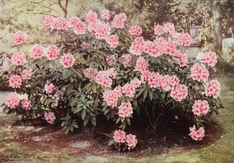 Rhododendron Pink Pearl, na „Wzgórzach”, Witley, rezydencja pani Farnham (kolorowe zdjęcie) autorstwa Charles Essenhigh Corke