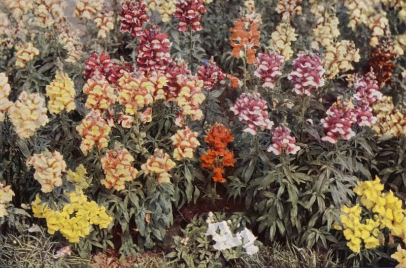 Snapdragons (kolorowe zdjęcie) autorstwa Charles Essenhigh Corke
