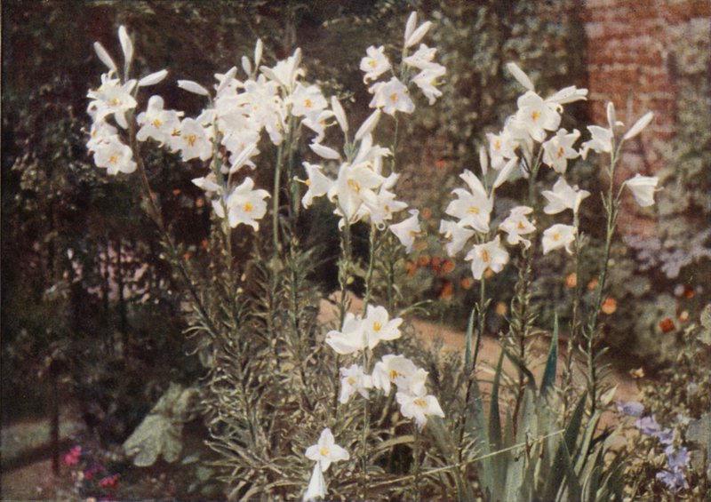Madonna Lily (zdjęcie kolorowe) autorstwa Charles Essenhigh Corke