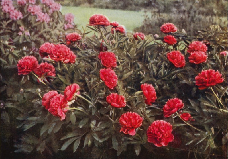 The Old Double Crimson Paeony (kolorowa fotografia) autorstwa Charles Essenhigh Corke