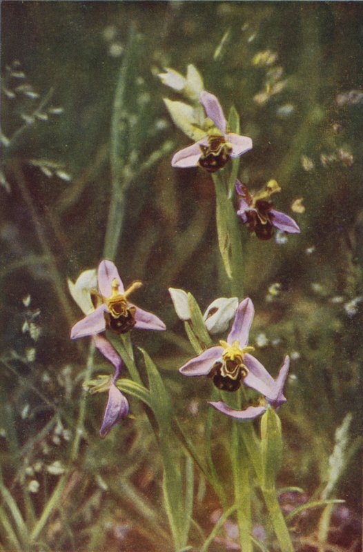 Dzikie kwiaty: Bee Orchis (zdjęcie kolorowe) autorstwa Charles Essenhigh Corke