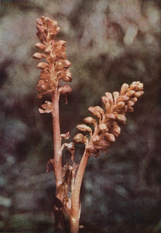 Dzikie kwiaty: Ptasie Gniazdo Orchis (zdjęcie kolorowe) autorstwa Charles Essenhigh Corke