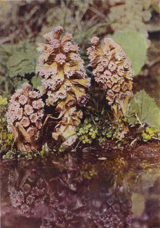 Dzikie kwiaty: Bitterbur (kolorowe zdjęcie) autorstwa Charles Essenhigh Corke
