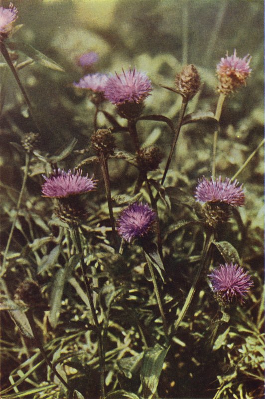 Dzikie kwiaty: Black Knapweed (kolorowa fotografia) autorstwa Charles Essenhigh Corke