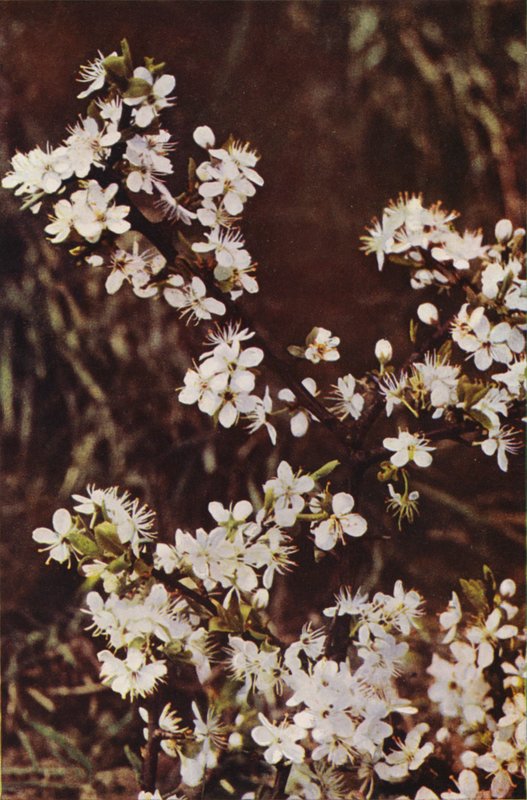 Dzikie kwiaty: Blackthorn (zdjęcie kolorowe) autorstwa Charles Essenhigh Corke