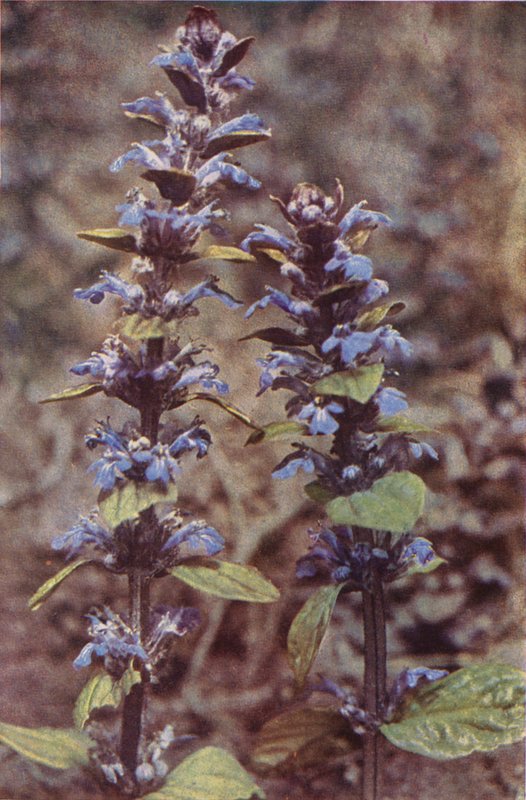 Dzikie kwiaty: Bugle (zdjęcie kolorowe) autorstwa Charles Essenhigh Corke