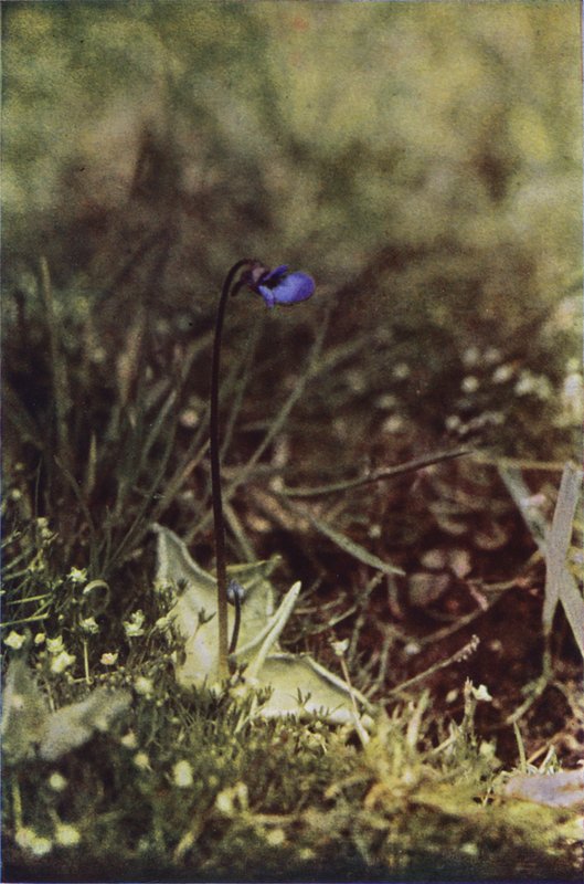 Dzikie kwiaty: Butterwort (kolorowe zdjęcie) autorstwa Charles Essenhigh Corke
