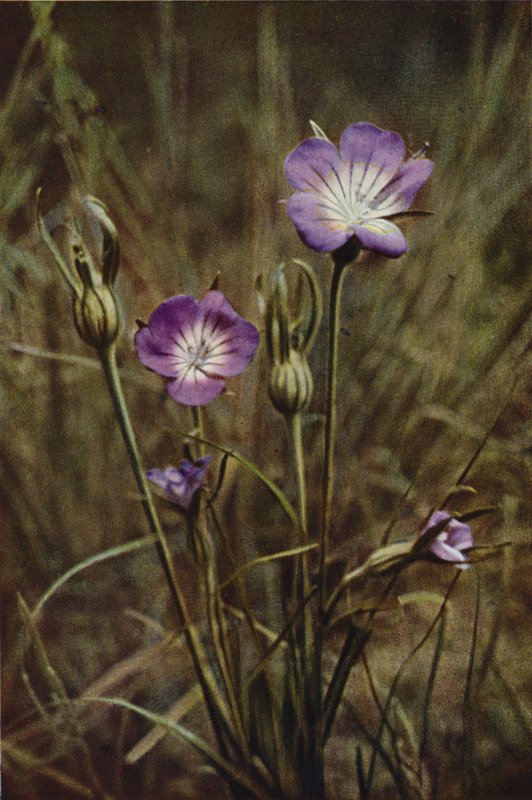 Dzikie kwiaty: Corn-Cockle (kolorowe zdjęcie) autorstwa Charles Essenhigh Corke