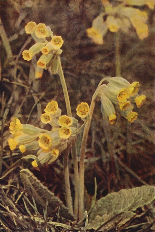 Dzikie kwiaty: Cowslip (kolorowe zdjęcie) autorstwa Charles Essenhigh Corke