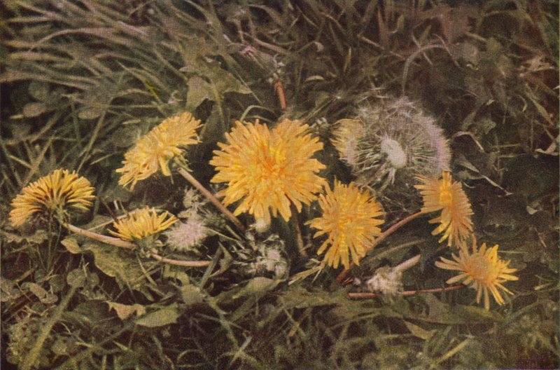 Dzikie kwiaty: Dmuchawiec (zdjęcie kolorowe) autorstwa Charles Essenhigh Corke