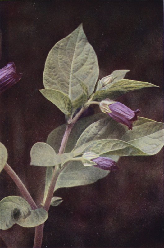 Dzikie kwiaty: Deadly Nightshade (kolorowe zdjęcie) autorstwa Charles Essenhigh Corke