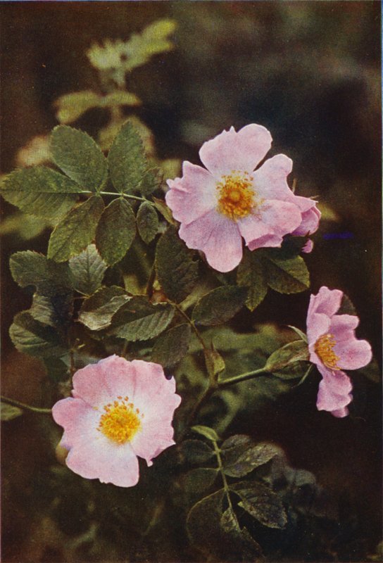 Dzikie kwiaty: Dog Rose (kolorowe zdjęcie) autorstwa Charles Essenhigh Corke