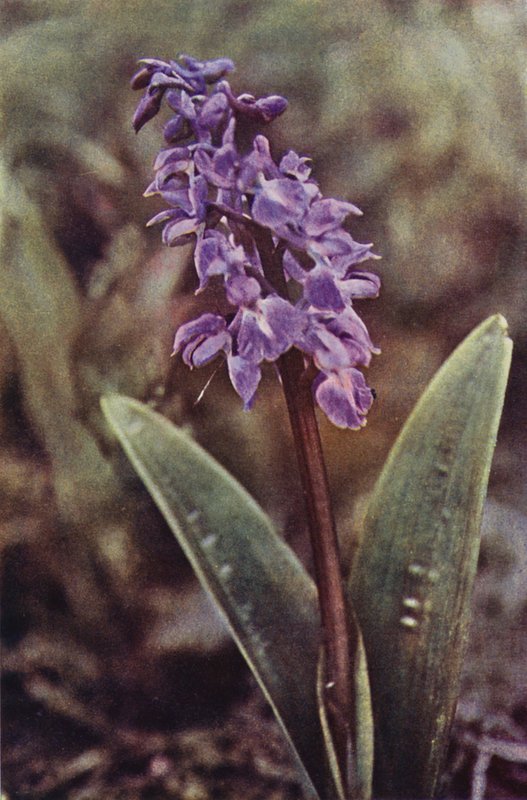Dzikie kwiaty: Early Purple Orchid (kolorowa fotografia) autorstwa Charles Essenhigh Corke