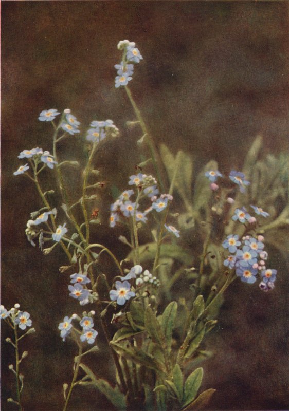 Dzikie kwiaty: Forget-Me-Not (kolorowe zdjęcie) autorstwa Charles Essenhigh Corke