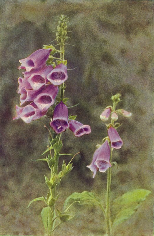 Dzikie kwiaty: Naparstnica (kolorowa fotografia) autorstwa Charles Essenhigh Corke