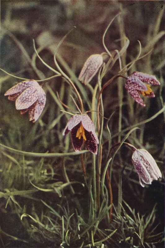 Dzikie kwiaty: Fritillary (kolorowe zdjęcie) autorstwa Charles Essenhigh Corke