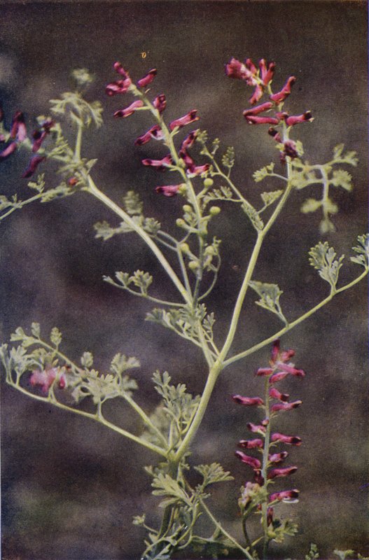 Dzikie kwiaty: Fumitory (kolorowe zdjęcie) autorstwa Charles Essenhigh Corke