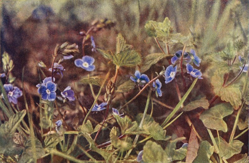 Dzikie kwiaty: Germander Speedwell (zdjęcie kolorowe) autorstwa Charles Essenhigh Corke