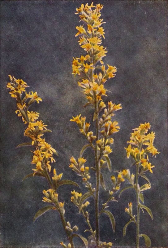 Dzikie kwiaty: Golden Rod (zdjęcie kolorowe) autorstwa Charles Essenhigh Corke