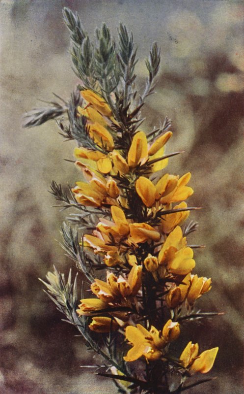 Dzikie kwiaty: Gorse (kolorowe zdjęcie) autorstwa Charles Essenhigh Corke