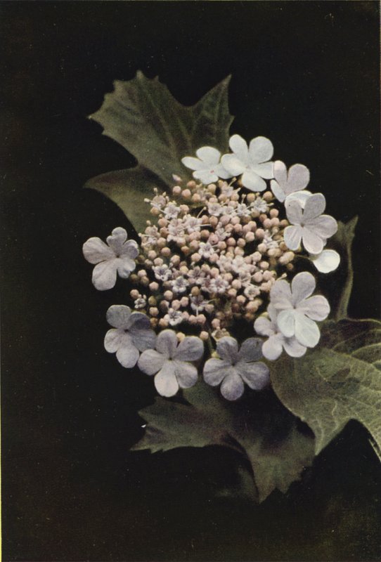 Dzikie kwiaty: Guelder Rose (zdjęcie kolorowe) autorstwa Charles Essenhigh Corke