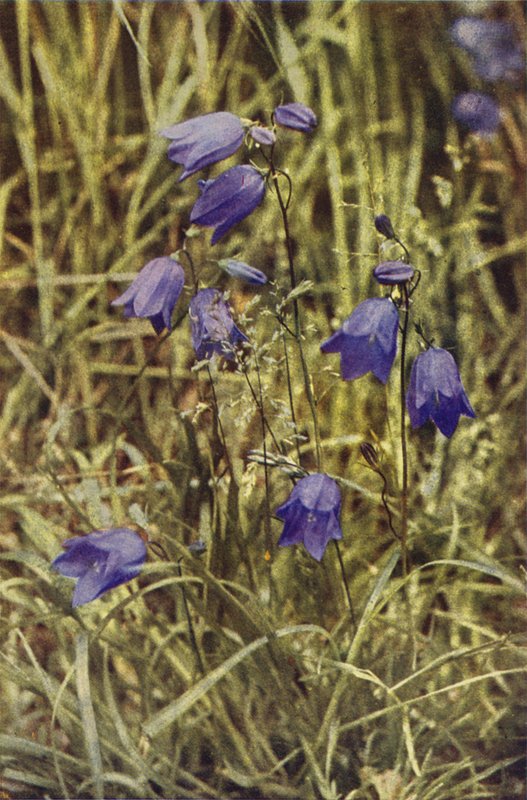 Dzikie kwiaty: Hairbell (zdjęcie kolorowe) autorstwa Charles Essenhigh Corke